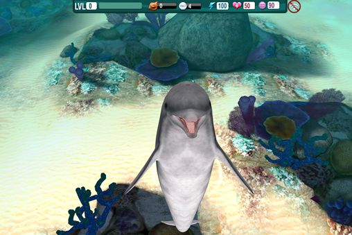 Dolphin paradise: Wild friends