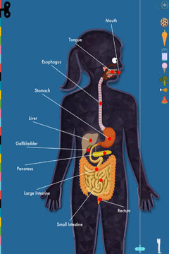 The Human Body by Tinybop