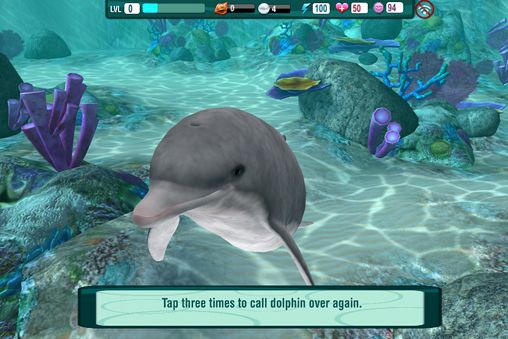  Dolphin paradise: Wild friends